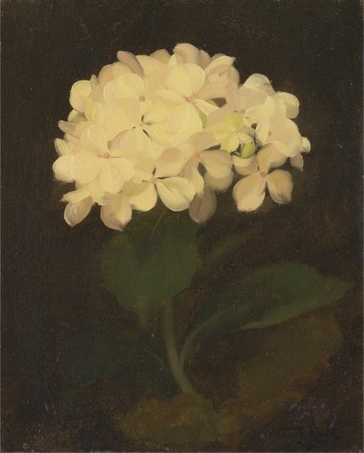 White Hydrangea by James Stuart Park